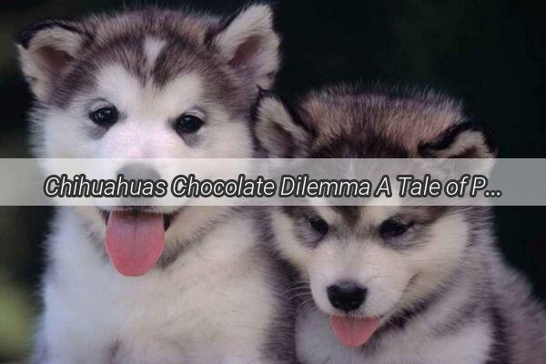 Chihuahuas Chocolate Dilemma A Tale of Pups and Sweet Temptation